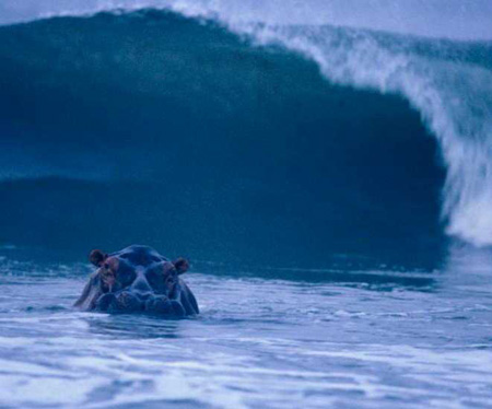 surfing-hippo