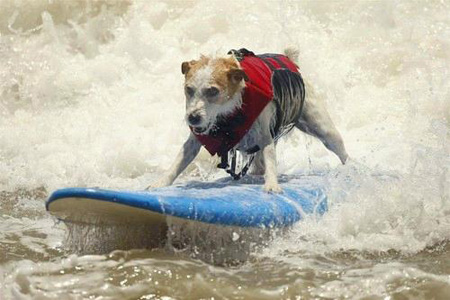 surfing_dog2